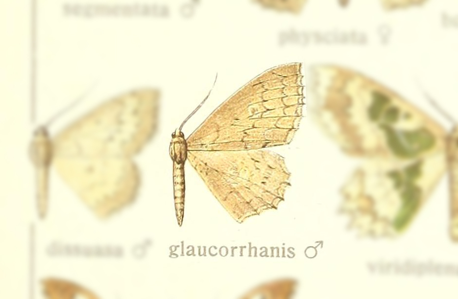 Trygodes glaucorrhanis