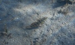 Amblygobius albimaculatus