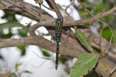 Rhionaeschna psilus