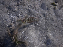 Amblygobius albimaculatus