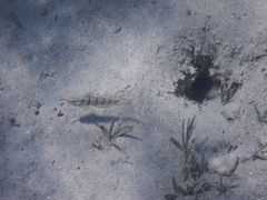 Amblygobius albimaculatus