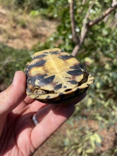Bell’s Hingeback Tortoise