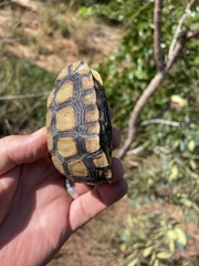 Bell's Hinge-Back Tortoise photo 5