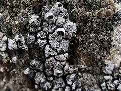 Pseudothelomma occidentale