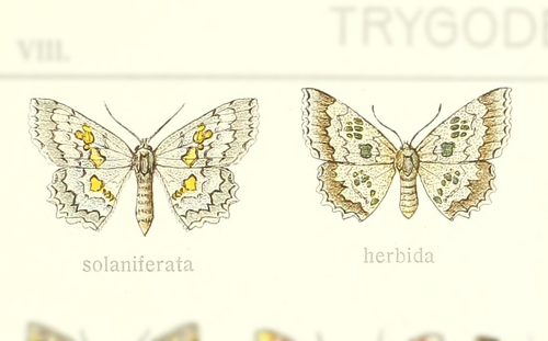 Trygodes solaniferata