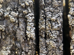 Pseudothelomma occidentale