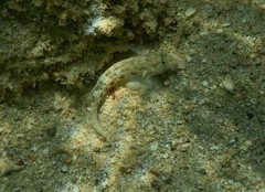 Gnatholepis anjerensis