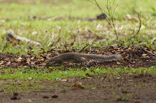 Gambian Sun Squirrel