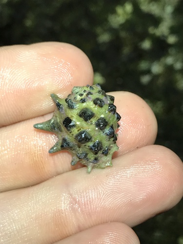 Drupa ricinus observed 2023-03-19
