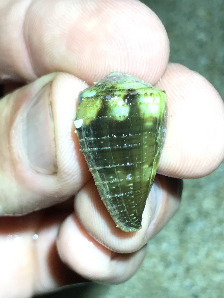 Rat Cone in March 2023 by Matthew Lachiusa · iNaturalist