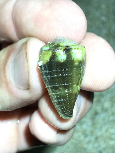 Conus rattus observed 2023-03-19