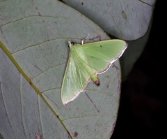 Parotis punctiferalis