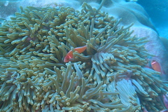 Amphiprion perideraion