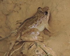 Broad-Headed Creek Frog photo 5