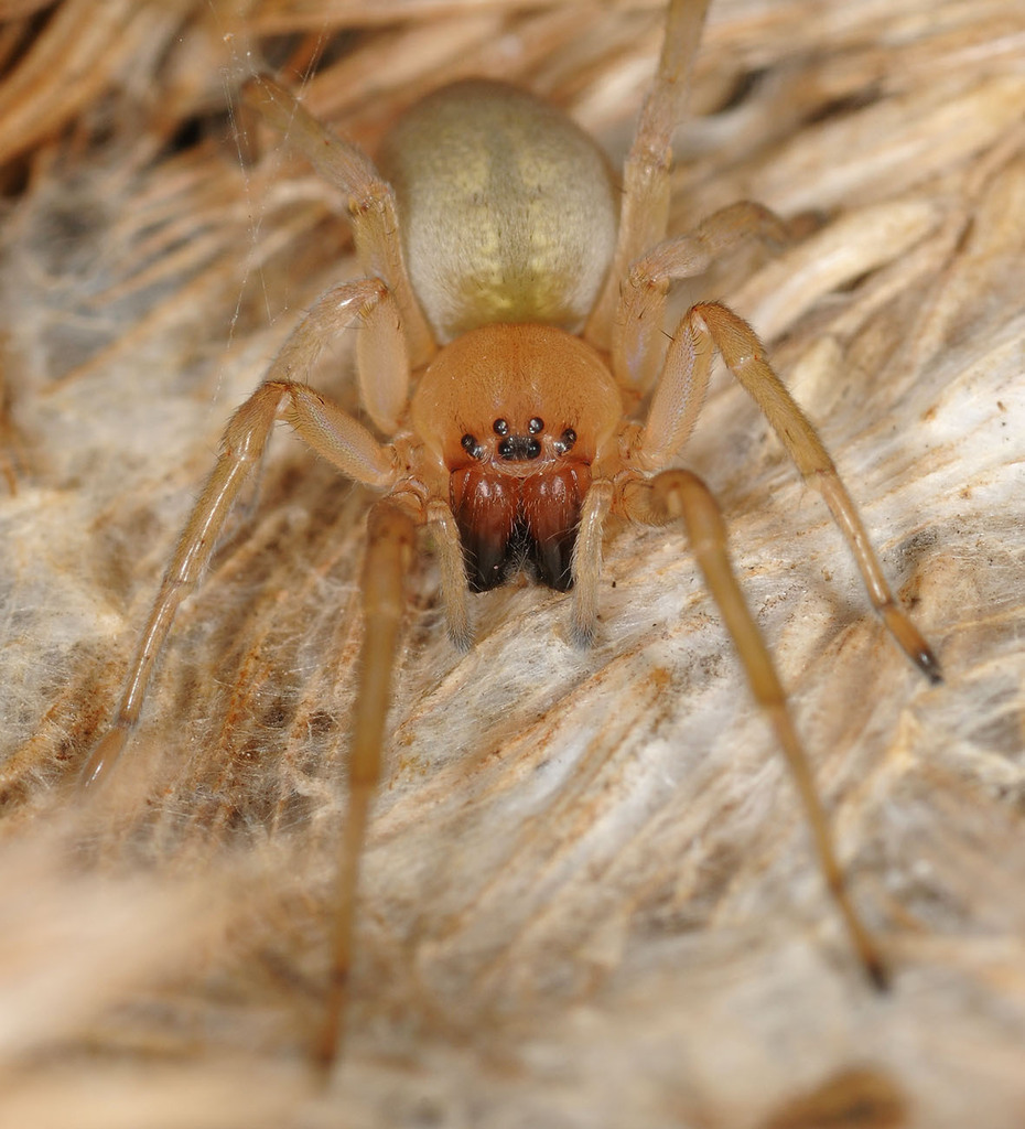 Cheiracanthium campestre from Wahlstorf, 19386 Gehlsbach, Deutschland