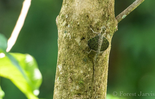 Draco bimaculatus