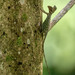 Two-spotted Flying Lizard - Photo (c) Forest Botial-Jarvis, some rights reserved (CC BY-NC), uploaded by Forest Botial-Jarvis