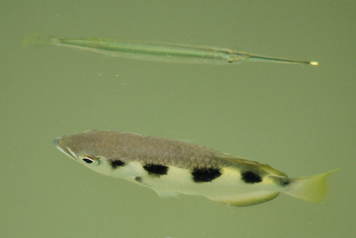Buffonis halfbeak (Zenarchopterus buffonis) — Zenarchopteridae — 2