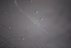 Zenarchopterus buffonis