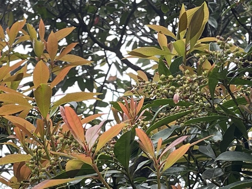 Pieris japonica iNat (3)