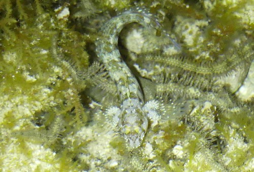 Hirculops cornifer