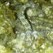 Hirculops cornifer - Photo (c) Valentin Moser,  זכויות יוצרים חלקיות (CC BY), הועלה על ידי Valentin Moser