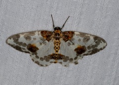 Abraxas amicula-illuminata