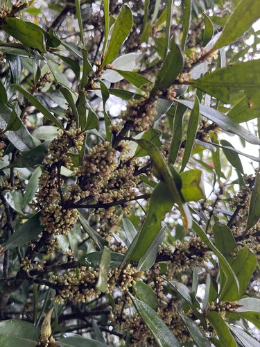 Myrsine seguinii iNat (2)