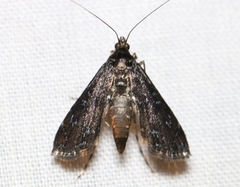 Langessa nomophilalis
