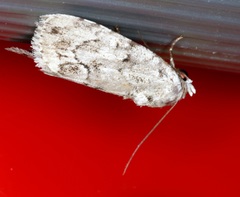 Barasa acronyctoides