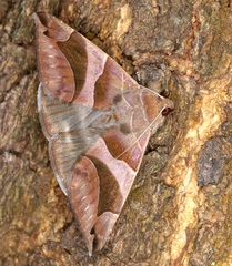 Bastilla arcuata