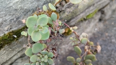 Hylotelephium cauticola
