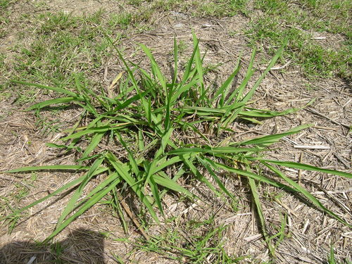 Paspalum dilatatum