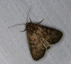 Condica illecta