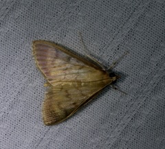 Crypsiptya coclesalis