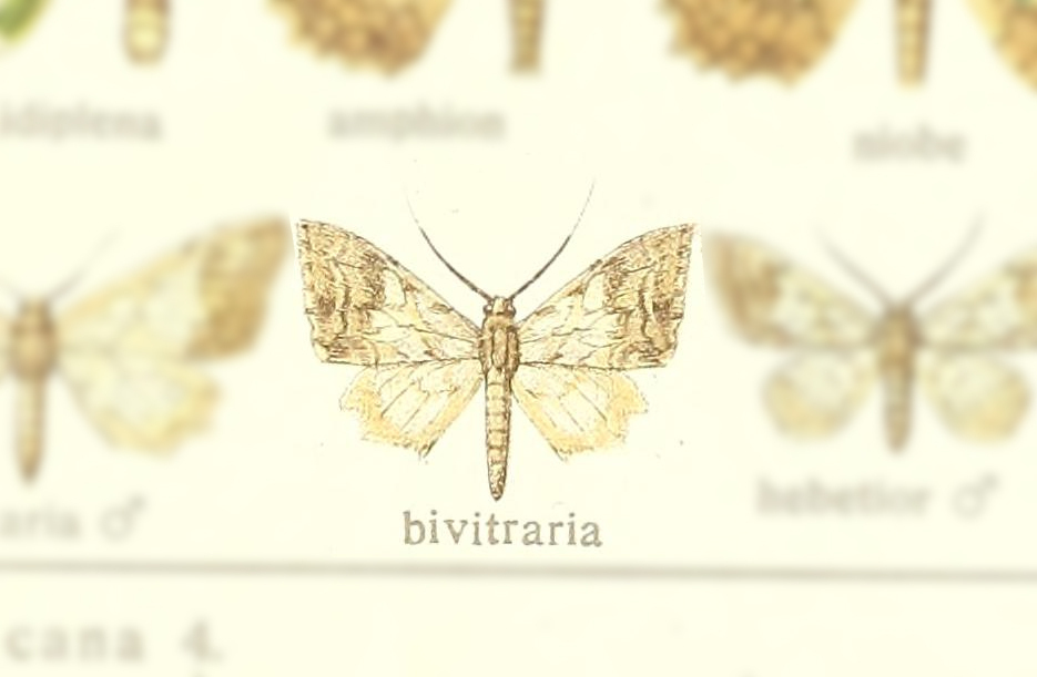 Pseudasellodes bivitraria
