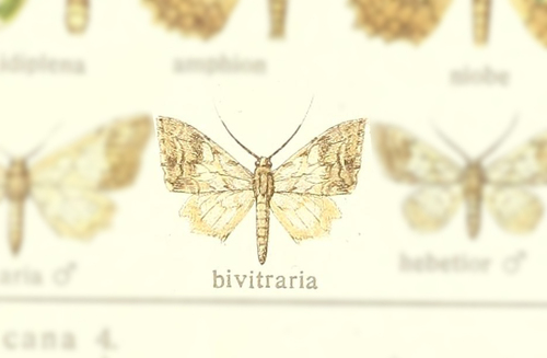 Pseudasellodes bivitraria