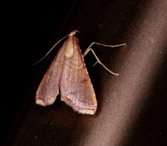 Endotricha olivacealis