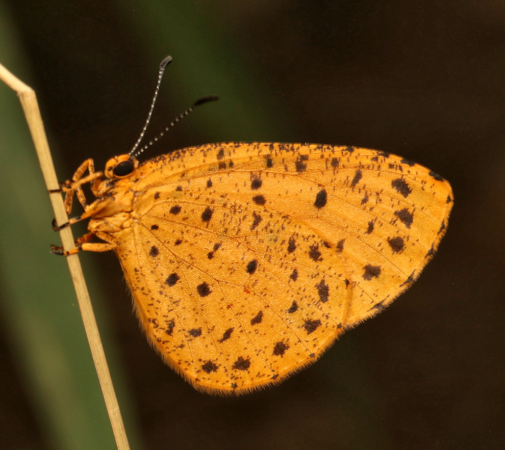 Pentila