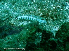 Parapercis xanthozona