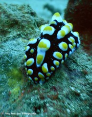 Phyllidia madangensis