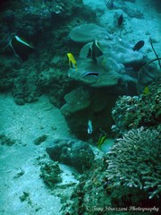 Heniochus varius