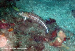 Parapercis xanthozona