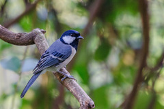 Parus minor commixtus