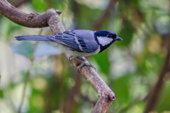 Parus minor commixtus