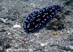 Phyllidiella pustulosa