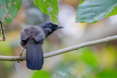 Pterorhinus chinensis monachus