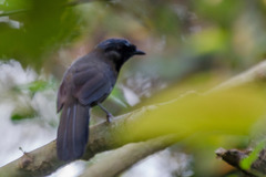 Pterorhinus chinensis monachus