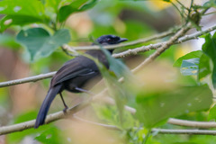 Pterorhinus chinensis monachus