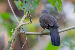 Pterorhinus chinensis monachus